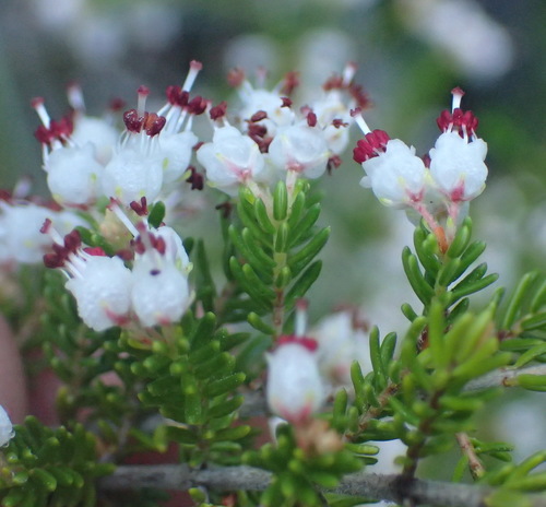 Image of Erica demissa by (c) Nicola van Berkel, some rights reserved (CC BY-SA)