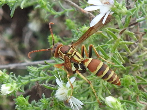 Hunter's Little Paper Wasp