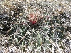 Ferocactus macrodiscus