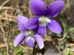 Viola septemloba
