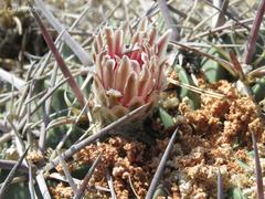 Ferocactus macrodiscus