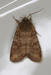 Lithophane semiusta