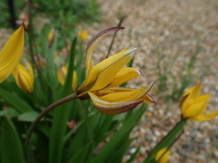 Tulipa dasystemon