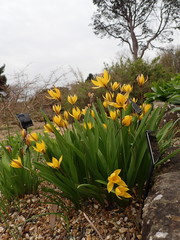 Tulipa dasystemon