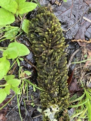 Bryoandersonia