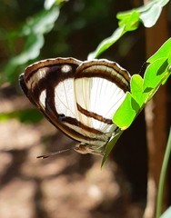 Dynamine athemon athemaena