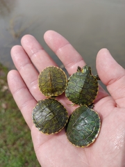 Trachemys scripta scripta