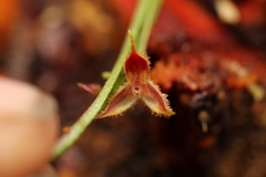 Lepanthes hirsutula