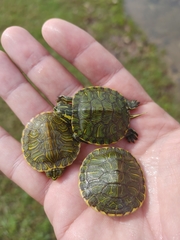 Trachemys scripta scripta