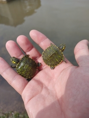 Trachemys scripta scripta