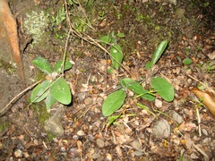 Hieracium lepidulum