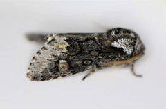 Psaphida thaxterianus