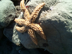 Meyenaster gelatinosus