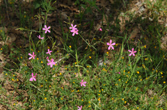 Silene ungeri