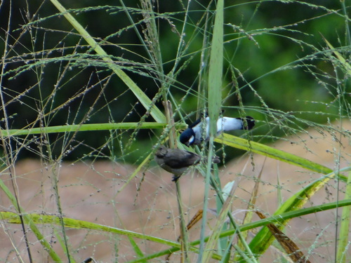 Lesson's Seedeater (Sporophila bouvronides), photo 10