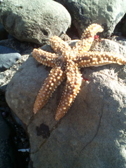 Meyenaster gelatinosus