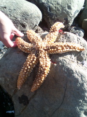 Meyenaster gelatinosus