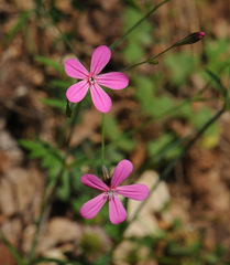 Silene ungeri