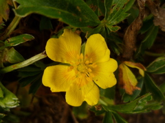 Potentilla crantzii