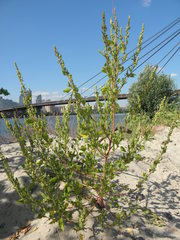 Chenopodium acerifolium