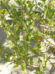 Chenopodium acerifolium