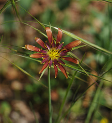 Tragopogon crocifolius
