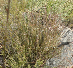 Muraltia juniperifolia