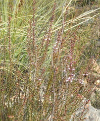 Muraltia juniperifolia