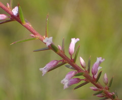 Muraltia juniperifolia