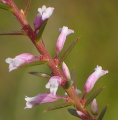 Muraltia juniperifolia