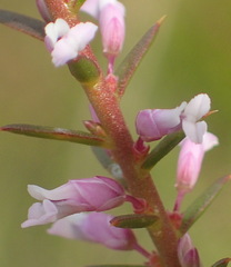 Muraltia juniperifolia