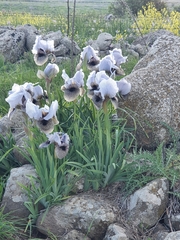 Iris hermona