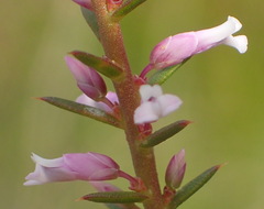 Muraltia juniperifolia