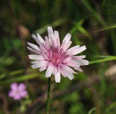 Crepis rubra