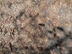 Canis familiaris