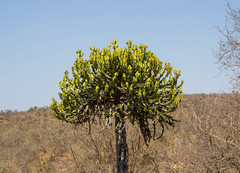 Euphorbia cooperi