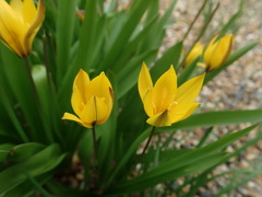 Tulipa dasystemon
