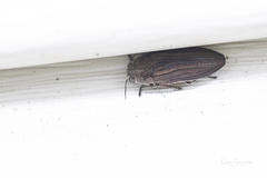Buprestis striata