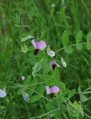 pea (Lathyrus oleraceus): origin and uses — photo 3