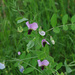 pea (Lathyrus oleraceus): origin and uses — photo 3