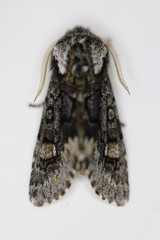 Psaphida thaxterianus