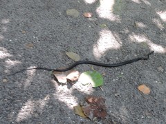 Coluber constrictor priapus image