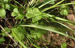 Oxalis psilopoda