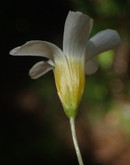 Oxalis psilopoda
