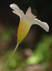 Oxalis psilopoda