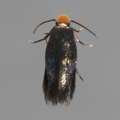 Stigmella resplendensella