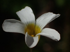 Oxalis psilopoda