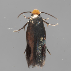 Stigmella resplendensella