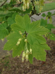 Acer opalus obtusatum