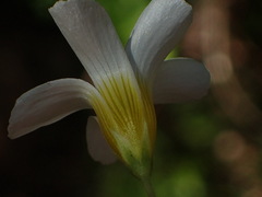 Oxalis psilopoda